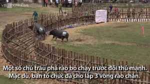 Xem trâu chọi phá rào bỏ chạy trong lễ hội ở Vĩnh Phúc