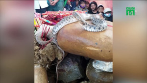 Video: Số phận 'rắn thần' trên mộ vô danh ở Quảng Bình