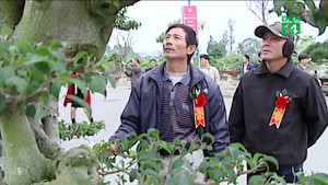 Video: Cận cảnh hàng ngàn siêu cây cảnh hội tụ tại Thủ đô