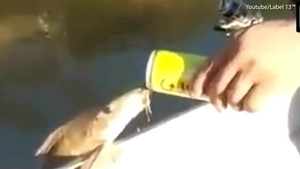 Clip: Cá ngoi lên mạn thuyền, ừng ực uống bia của cần thủ