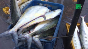 Ngư dân Quảng Ngãi trúng mẻ cá hiếm, trị giá tiền tỷ khi vừa ra khơi