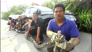 Clip: Trăn khổng lồ dài 7m, nặng 100kg cắn gãy ngón tay thợ bắt trăn