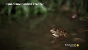 Ếch yêu tinh cướp mồi trước miệng rắn hổ mang chúa