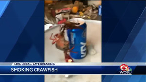 Video: Tôm hùm 'hút thuốc, uống bia' như thật gây bão mạng xã hội