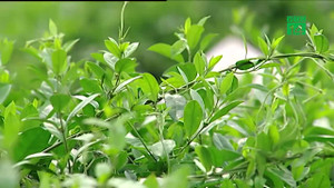 Phát hiện 9 chất mới chữa tiểu đường trong cây dây thìa canh của Việt Nam