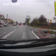 Chú chó thông minh biết chờ xe dừng, qua đường đúng vạch