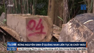 Video: Rừng nguyên sinh ở Quảng Nam bị lâm tặc 'thảm sát', người có lương tri quặn lòng