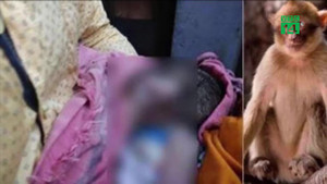 Bị khỉ bắt cóc khi đang ngủ với mẹ, bé sơ sinh chết dưới giếng