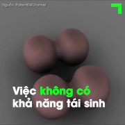 Tại sao con người không thể tái sinh chi như thằn lằn?