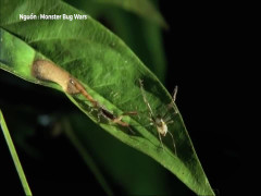 Bò cạp con yếu ớt chạm trán nhện độc trong trận chiến sinh tử