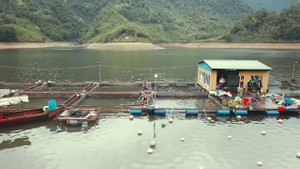 Tổ hợp bè cá của nông dân Thái Nguyên thu 5 tỷ đồng/năm nhìn từ flycam