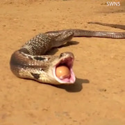 Clip: Rắn hổ mang giết gà để trộm trứng bị mắc nghẹn, nôn ra 7 quả trứng