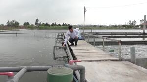 Video: Nông dân Hải Dương tạo 'sông nhân tạo' nuôi 'cá thể thao' kiếm tiền tỷ