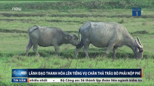 Chăn thả trâu bò phải nộp 'phí cỏ' ở Thanh Hóa: Trả lại tiền cho 19 hộ dân