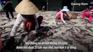 Ngư dân Quảng Nam thu hơn 5 tỷ đồng cho một chuyến câu mực