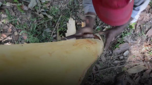 Nông dân dùng xương trâu bóc vỏ quế Trà Bồng