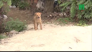 Báo động dịch chó dại vào mùa