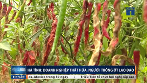 Doanh nghiệp 'hứa suông', người trồng ớt Hà Tĩnh lao đao, bỏ mặc ruộng cho sâu ăn