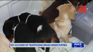 Bác sỹ thú y tàn độc mổ bụng chó, nhét heroin vào để buôn lậu