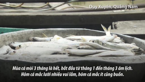 Theo chân người dân săn cá mòi bơi ngược dòng ở Quảng Nam