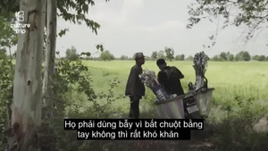 Người Campuchia: 'Chuột nướng ngon hơn cả thịt gà, lợn'