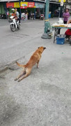 Phì cười clip chó giả tàn tật, lê lết trên đường phố Thái Lan