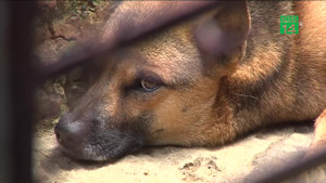 Tin lời thầy lang, chết oan vì bệnh dại