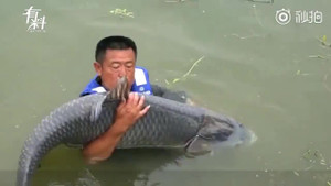 Clip: Cá trắm đen khổng lồ nặng 75kg sa lưới ngư dân