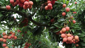 Video: Kiếm bộn tiền, đổi đời nhờ tuyệt chiêu ép vải thiều ra quả ở thân