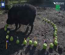 Mèo điếc, lợn đen trổ tài dự đoán kết quả World Cup 2018