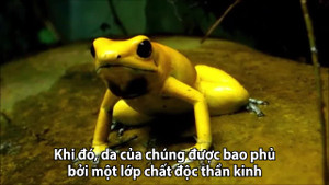 Nhận dạng loài ếch tiết chất độc thần kinh đủ đoạt mạng 20 người trưởng thành