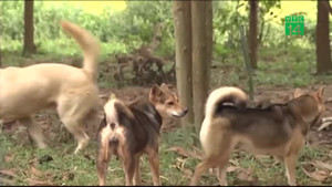 Đàn chó dại gần 10 con cắn nhiều người ở Cà Mau