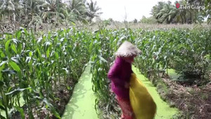 Trồng bắp nữ hoàng đỏ thu hàng trăm triệu mỗi vụ