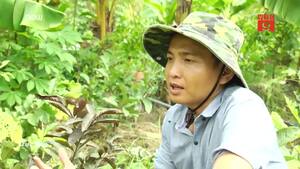 Kỳ lạ cây ổi cho ra cả ổi tứ quý Việt Nam và ổi tím Malaysia