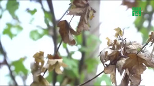 Hà Nội: Cây phong lá đỏ héo rũ sau đợt nắng nóng kéo dài
