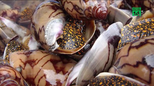 Cô giáo trẻ chết sau khi ăn ốc lạ: Chất độc trong ốc có sức hủy diệt khủng khiếp