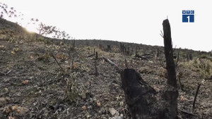 Video: Hàng ngàn ha rừng Quảng Ninh bị phá do đâu?