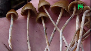 Ma túy nấm cực độc mê hoặc giới trẻ: Bộ Công an vào cuộc