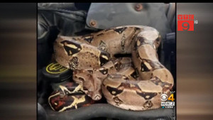 Clip: Mở mui ô tô, hoảng hồn thấy trăn Nam Mỹ cuộn tròn bên trong