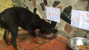 Clip: Xem chó 'tiên tri' trận Olympic Việt Nam vs Olympic Hàn Quốc chiều nay