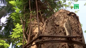 Hà Nội chuyển trả dân 5,3 tỷ đồng tiền bán một nhánh cây sưa trăm tuổi