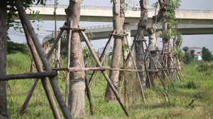 Video: Xà cừ cổ thụ chết khô sau khi đánh chuyển ở Hà Nội