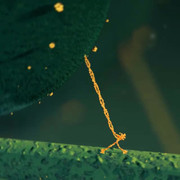 Hạnh phúc có 'hình dáng' thế nào?