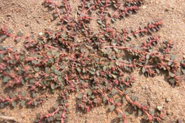 Tác dụng chữa bệnh kỳ diệu của cây cỏ sữa