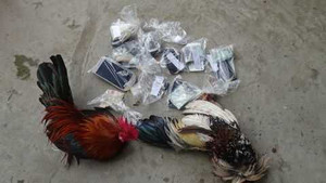 Chủ trường gà thuê người cảnh giới ngay trước trụ sở công an