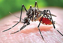 Phân biệt sốt xuất huyết và sốt rét