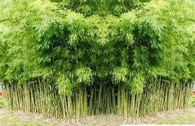 Cây trúc không chỉ trồng làm cảnh mà chữa bệnh rất tốt