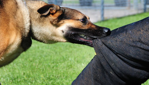 Để chó cắn chết người, chủ nuôi có thể bị truy cứu trách nhiệm hình sự