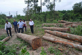 Tiếp tay cho phá rừng, Trưởng Công an huyện ở Phú Yên bị khai trừ Đảng