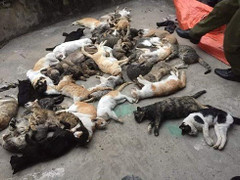 Công an truy tìm kẻ giết mèo hàng loạt ở Nam Định